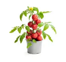 Tomato Plant